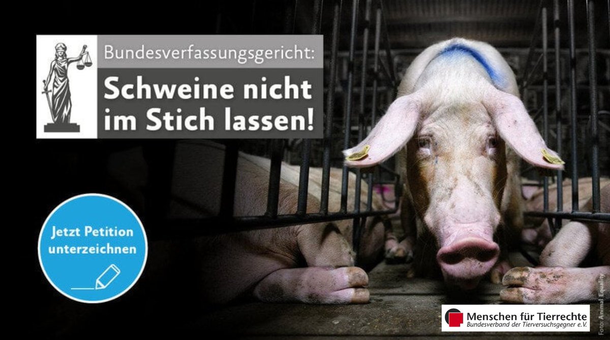 change.org/p/bundesverfas…
Bitte unterzeichnen Sie den Aufruf! Lassen Sie die Schweine nicht im Stich!  Sechs große Tierschutzorgas richten daher den Appell an den Präsidenten des Bundesverfassungsgerichts Prof. Harbarth