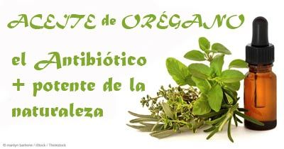 elzorrotacneno's tweet photo. El aceite de orégano es el antibiótico mas potente de la naturaleza.