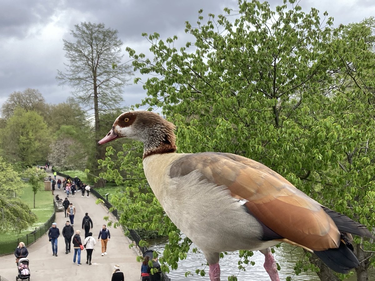 Keeping lookout - #StJames’sPark ⁦@theroyalparks⁩ ⁦@TRPGuild7⁩ ⁦@ThorneyIslandSo⁩ #egyptiangoose