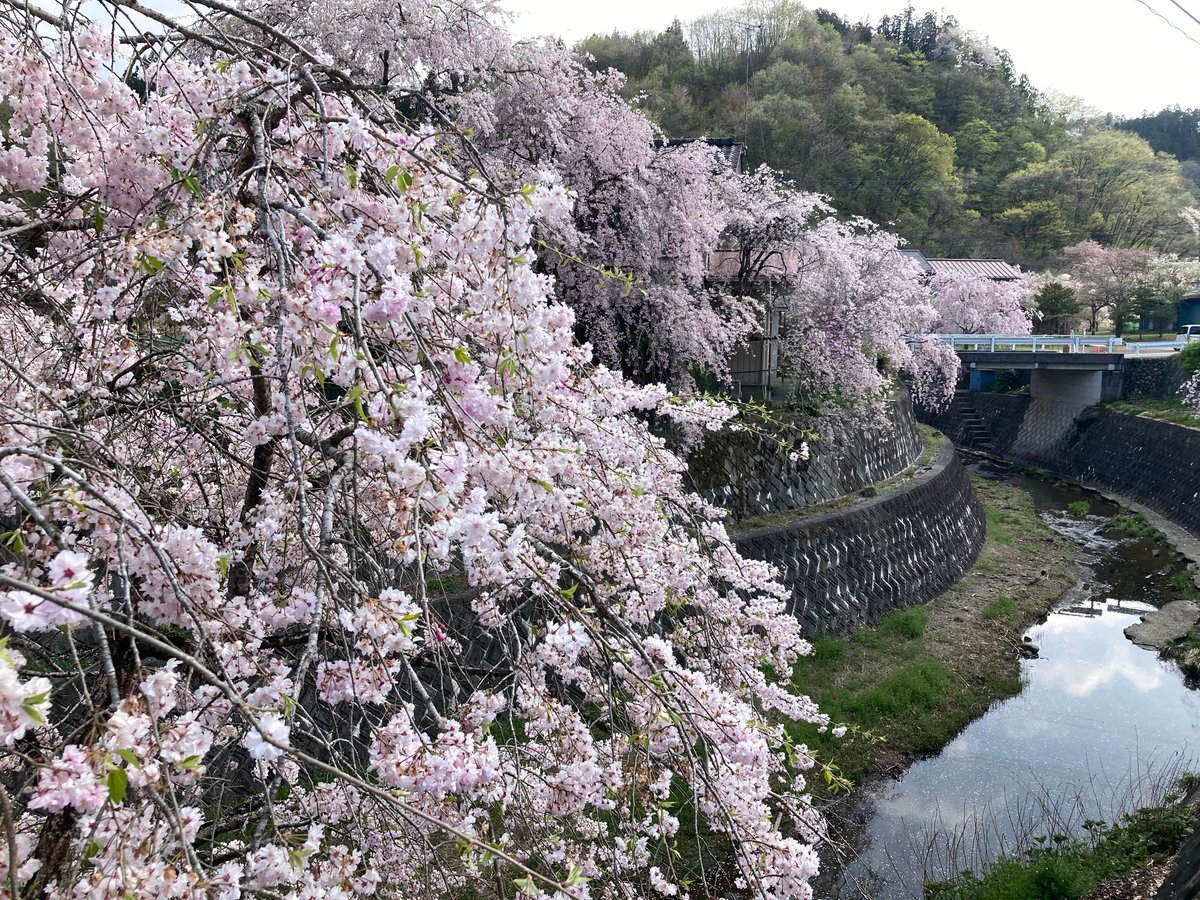 三峯神社にお礼参り。
途中、先週たまたま会った人に教えてもらった #長留の枝垂れ桜 
が見事でした。