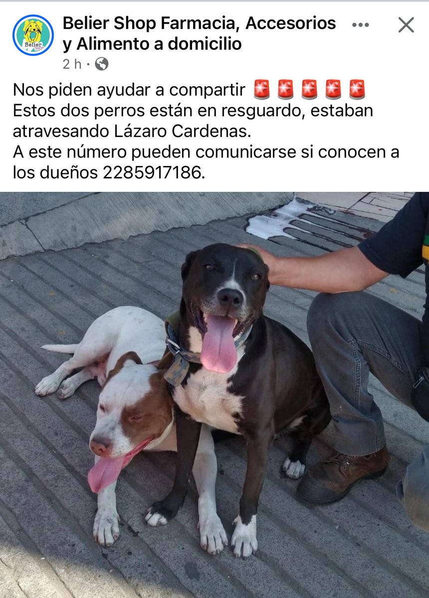 RT🐶🐶 #Xalapa @AbelMucino @PacoDizfinck @EvaVarona_ @pilykuera @Corintiacruz @aasullegna @VialidadXalapa @RoxanaAAT @mayteponm @mageba04 @anicienta_6 @daliaperezc @tierraverde1943 @sara_juarez @camellinlove @marydebeck @SOMOS_XALAPA @Mtra_Shaira @Ydlan @fherciencias @CECILLIA36