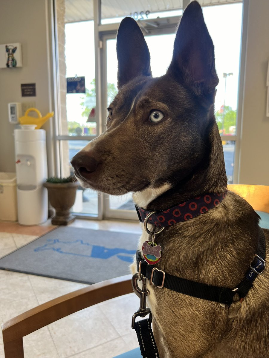 Third and final day of heart worm treatment!! She will be here all day for observation but after that + a month of exercise restriction, she will be good as new!❤️