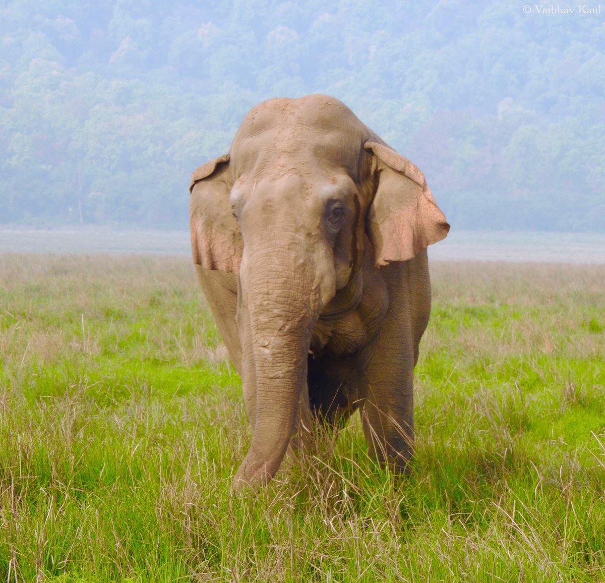 Having entered the frenzied state of musth, a tuskless Asian bull elephant displays testosteroney aggression in the riparian grasslands of Dhikala.