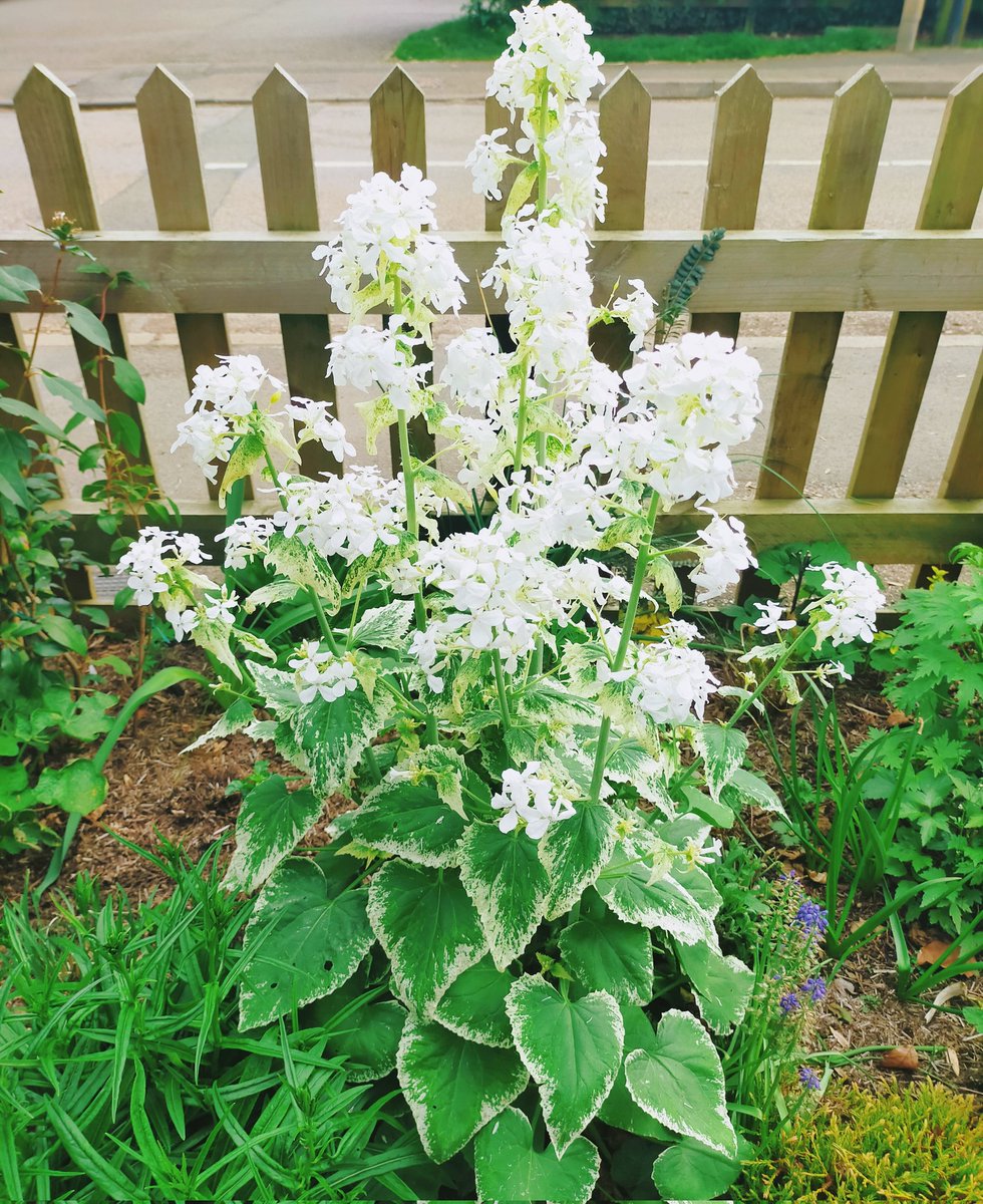 JaneIsaacAuthor's tweet photo. Absolutely in love with my beautiful honesty plant❤️ #firstyearflowering #springflowers #floweraddict https://t.co/PlaXyMkcuq