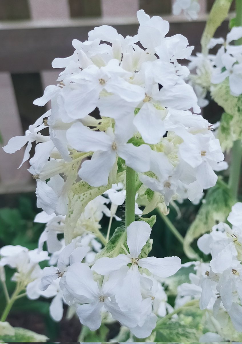 JaneIsaacAuthor's tweet photo. Absolutely in love with my beautiful honesty plant❤️ #firstyearflowering #springflowers #floweraddict https://t.co/PlaXyMkcuq