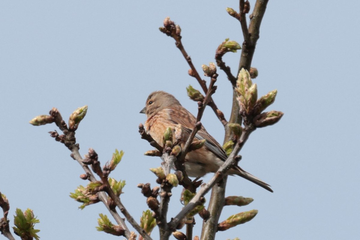 Did you know that Linnets, Linaria cannabina are on the UK Red List, meaning they are in decline? The cause is thought to be increased nest failure due to loss of habitat. 📷 Luckily for us, they can be seen here at #seatonwetlands! 📷 Pete Turner