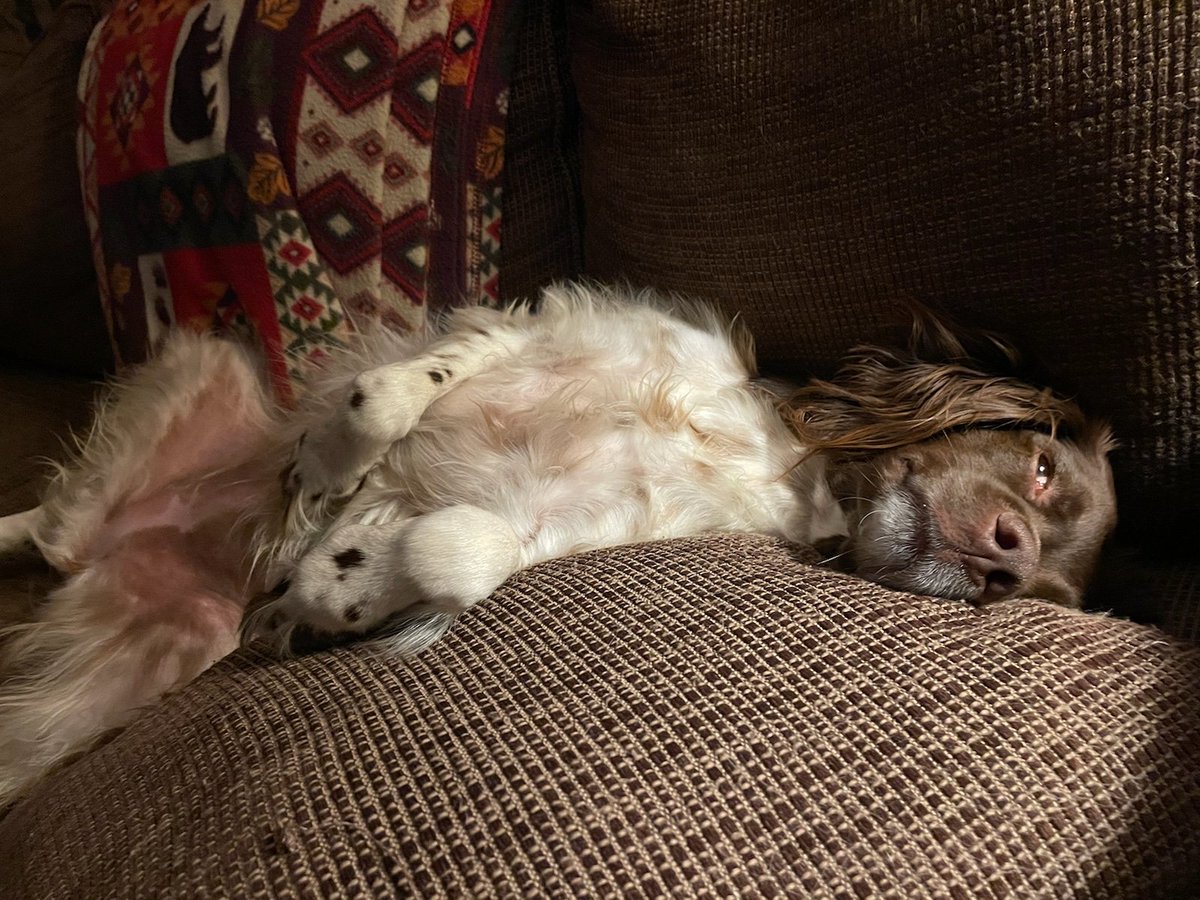 Daddy caught me sleeping on the couch last night.  Hope you have a pawsome day! #Brittany #DogsofTwitterX #birddog #LoveMyFamily