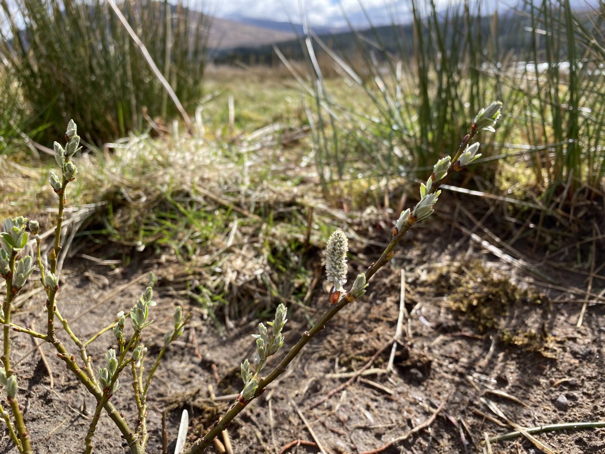 So lovely to see the young plants in our #montane #willow seed stand planted last month at #Corrour looking very healthy ready for the summer. The #catkins are being visited by #hoverflies & #bumblebees, & we could even get some seed this year! #DownyWillowSeedStand #montanescrub