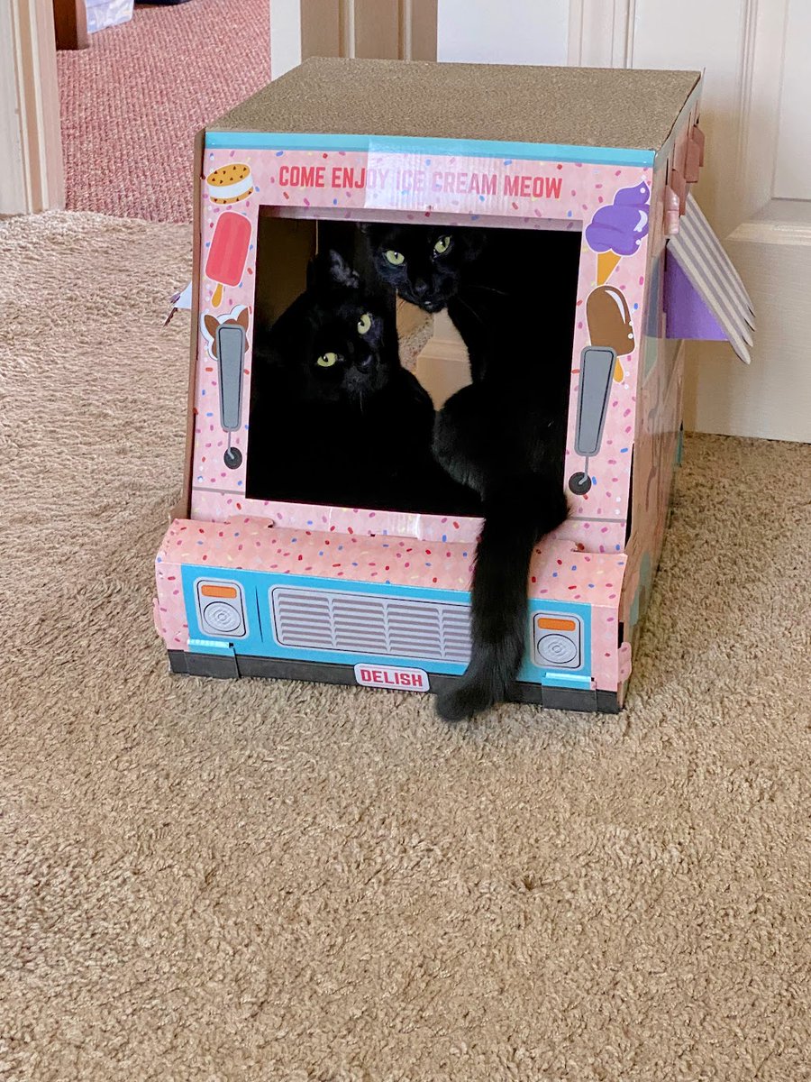 Yes, we're both inside Our ice cream truck. What of it human? #TwoPanfurTuesday #CatsOfTwitter