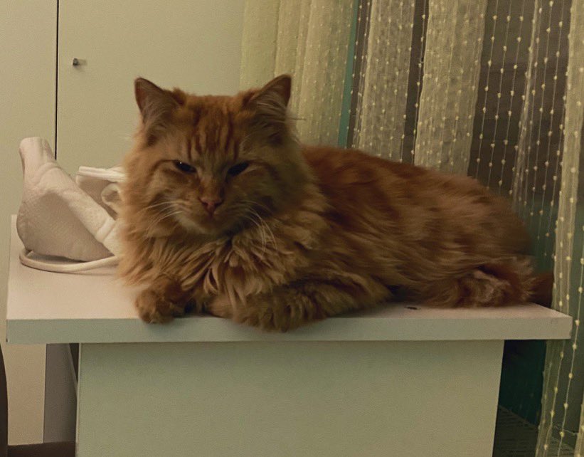 İsmi Zongi. Tasması yok. Dişi. Tüyleri çok uzun ve turuncu. 1 yaşında sayılır. 
11 Nisan (bayramdan beri) kayıp. 
Bahçeşehir 1. Kısım Çınar bölgesinde kayboldu. Bayramda evlere girmiş olabileceğini düşünüyorum. Lütfen gören duyan Allah rızası için ulaşsın.

<a href="/lanadelmiaw/">burçak</a>