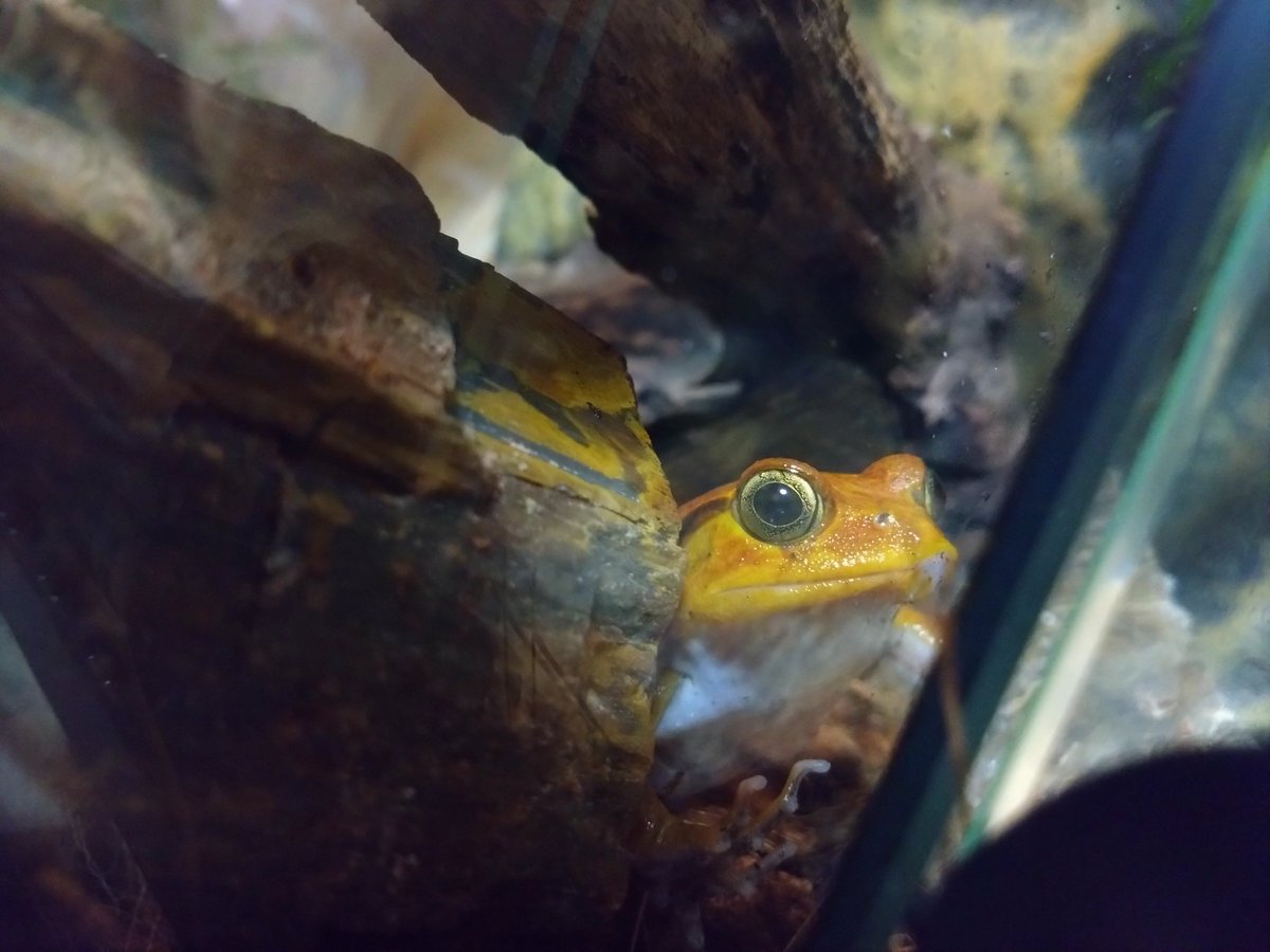 ASSHf3D0FTaxPDW's tweet photo. 今回の神レプでようやくお迎えした
#サビトマトガエル https://t.co/5bgH6179cP