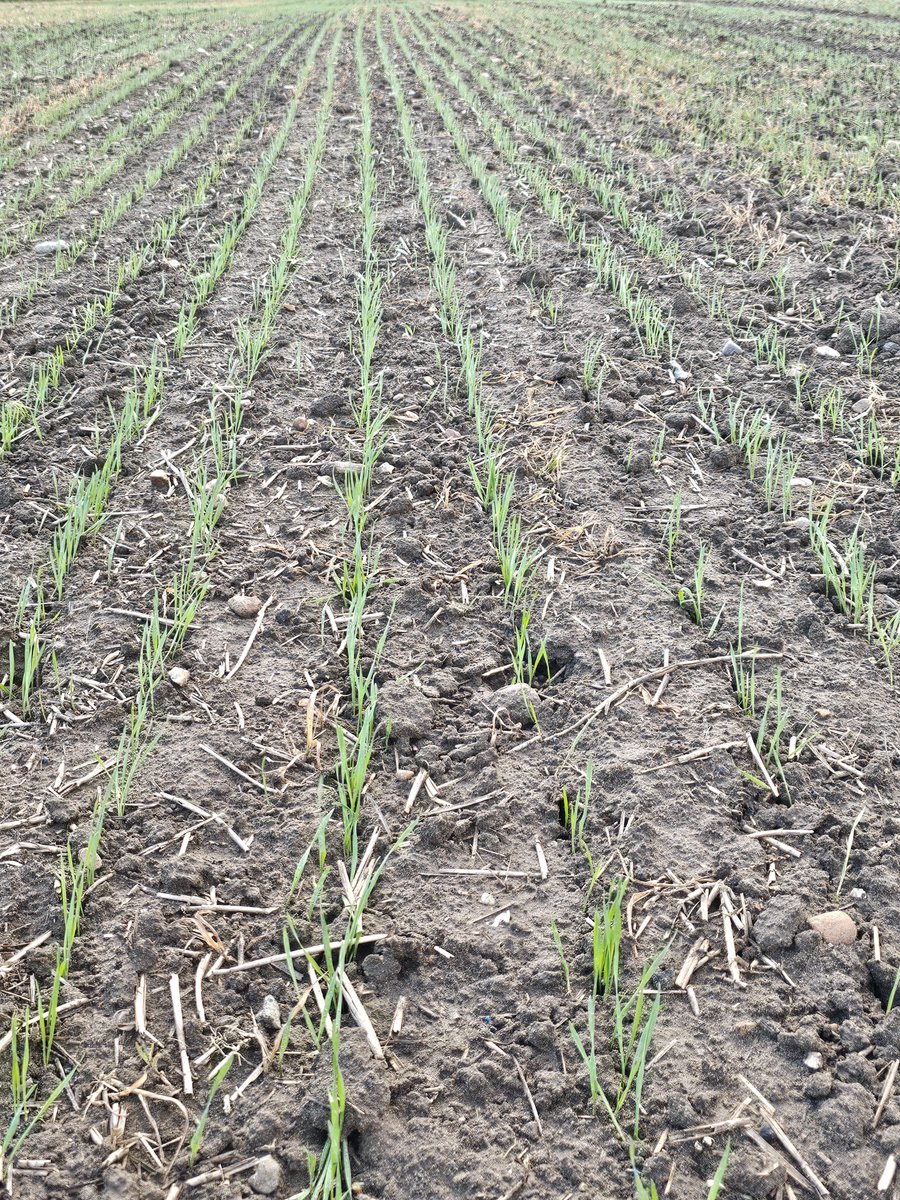 Spring wheat looking good drilled with the @Weaving_Mach Sabre Tine drill.