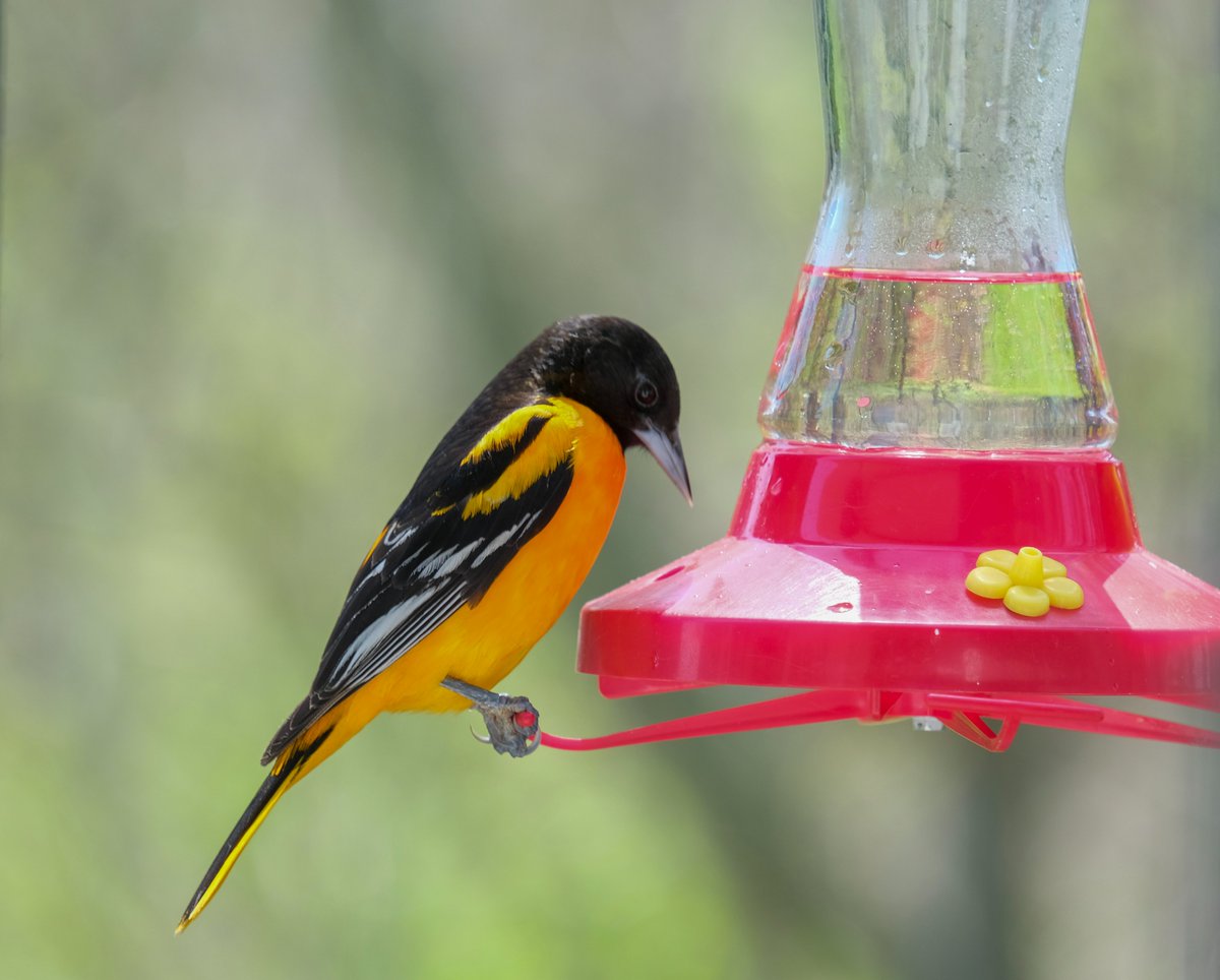 Are you ready for the return of Orioles?  Here's some tips for attracting and feeding orioles.  My first Oriole last spring was May 6, Long Point, ON  #feederwatch birdscanada.org/tipsorioles