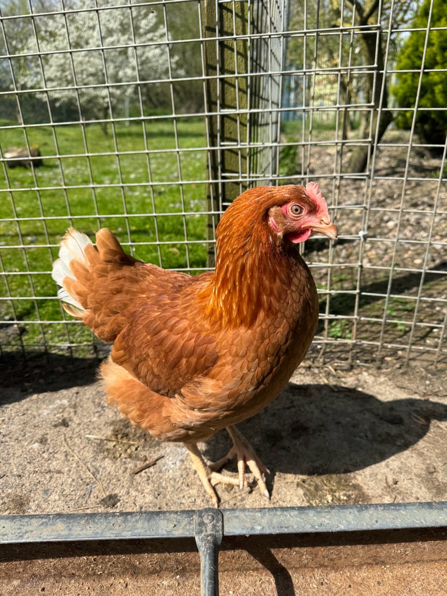 KnollHillFarm's tweet image. Caught a glimpse of this beautiful girl strutting her stuff like a confident rooster 🐓✨ Beauty and sass all in one package! #GirlPower #ConfidentQueen