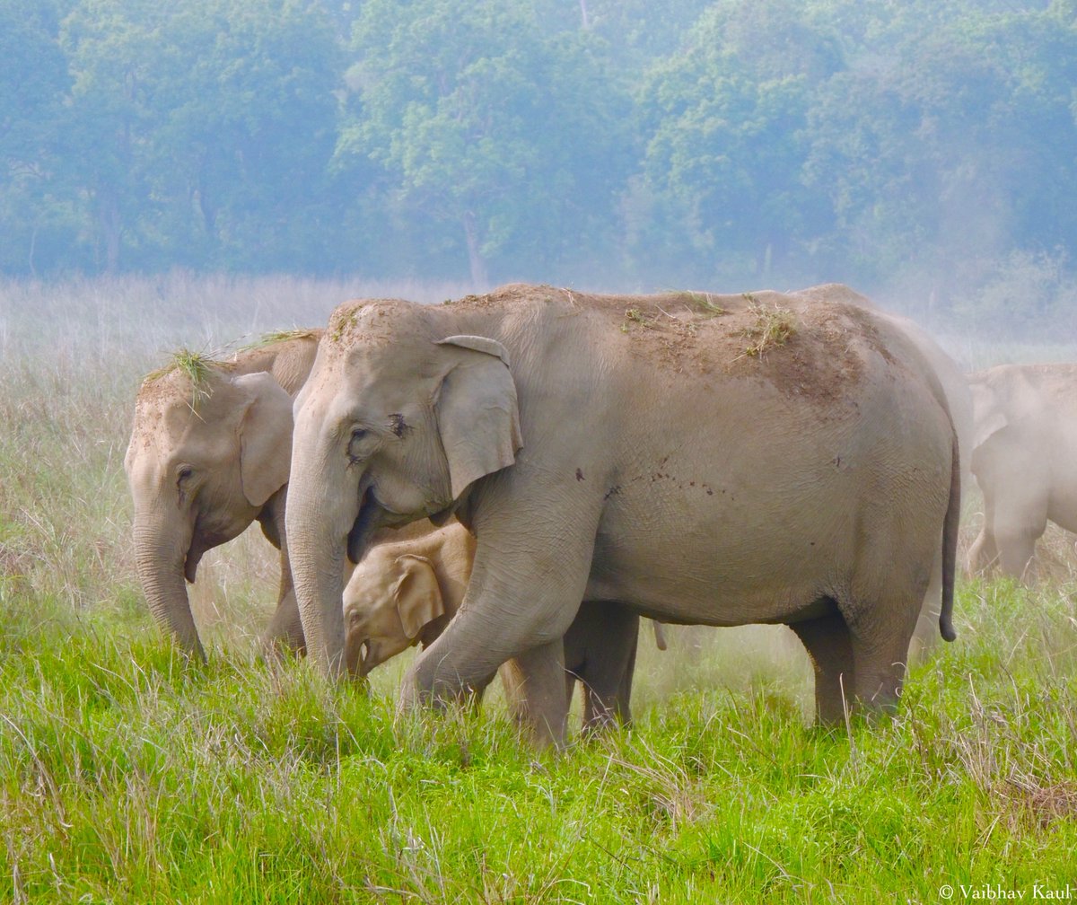 Having forsaken its water-scarce home on the other side of the great sal forest, a herd of Asian elephants keenly explores the relatively moist grasslands of Dhikala by the Ramganga Reservoir.