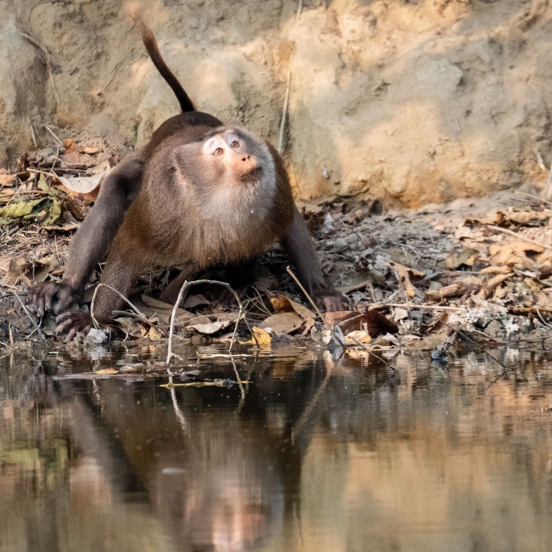 Amidst the forest at Shumshernugger Tea Estate, Iqbal Hossain of #DuncanBrothers spotted this pig-tailed macaque, great to see as they are currently listed on the IUCN vulnerable list. 🌿🐒 #TeaEstateLife #Biodiversity #BangladeshTea