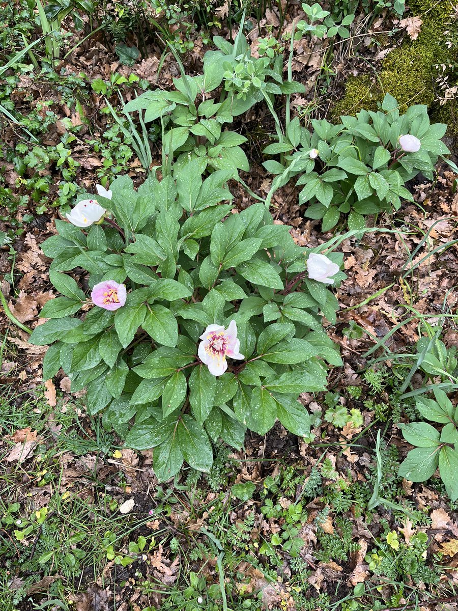 thismiaguy's tweet photo. Despite rainy weather, we spotted another beautiful #geophyte from #Sicily today. #Paeonia mascula subsp. russoi, an endemic subspecies of Sicily and SW Apennines. https://t.co/gza6nnoFWR