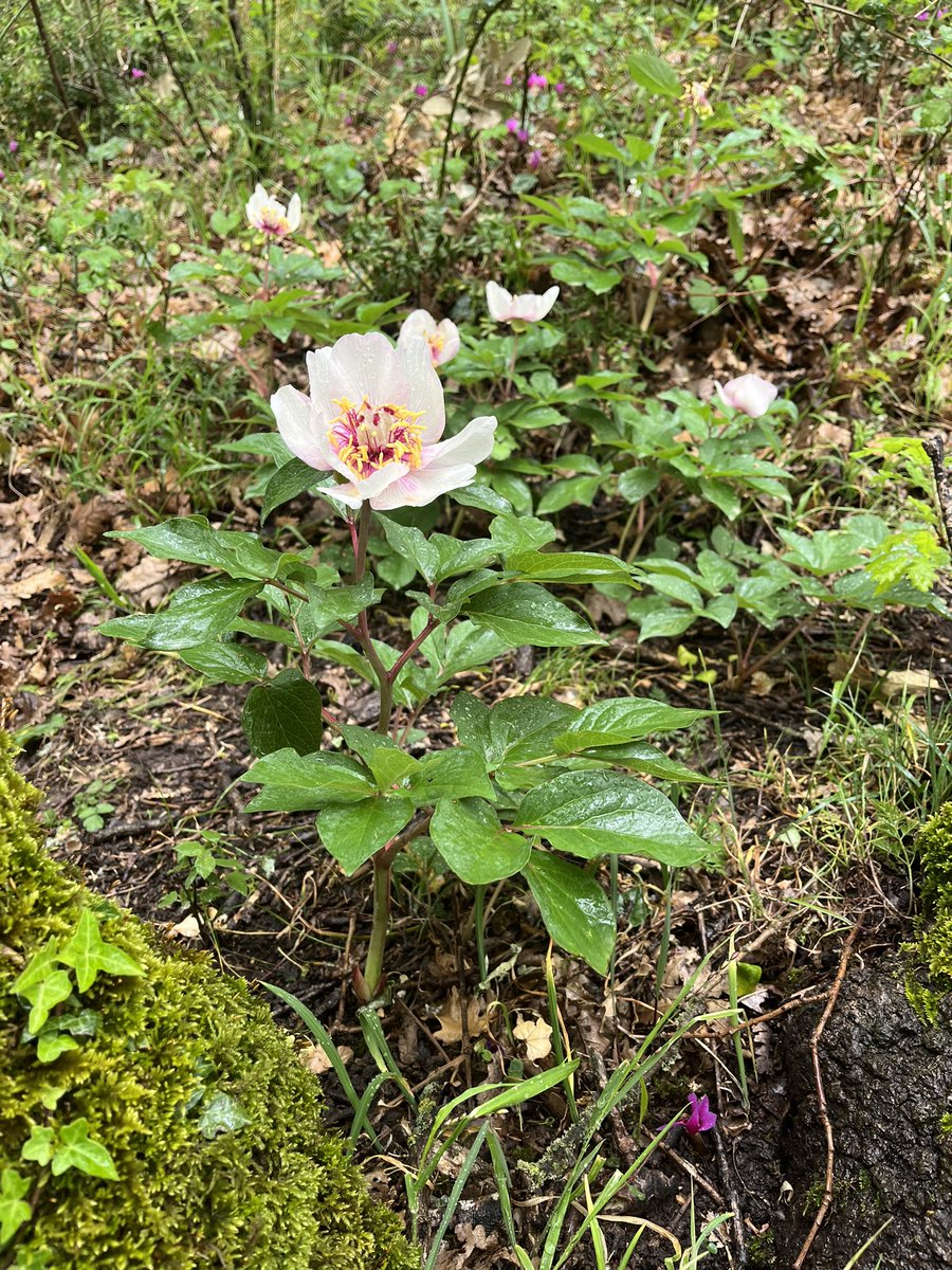 thismiaguy's tweet photo. Despite rainy weather, we spotted another beautiful #geophyte from #Sicily today. #Paeonia mascula subsp. russoi, an endemic subspecies of Sicily and SW Apennines. https://t.co/gza6nnoFWR