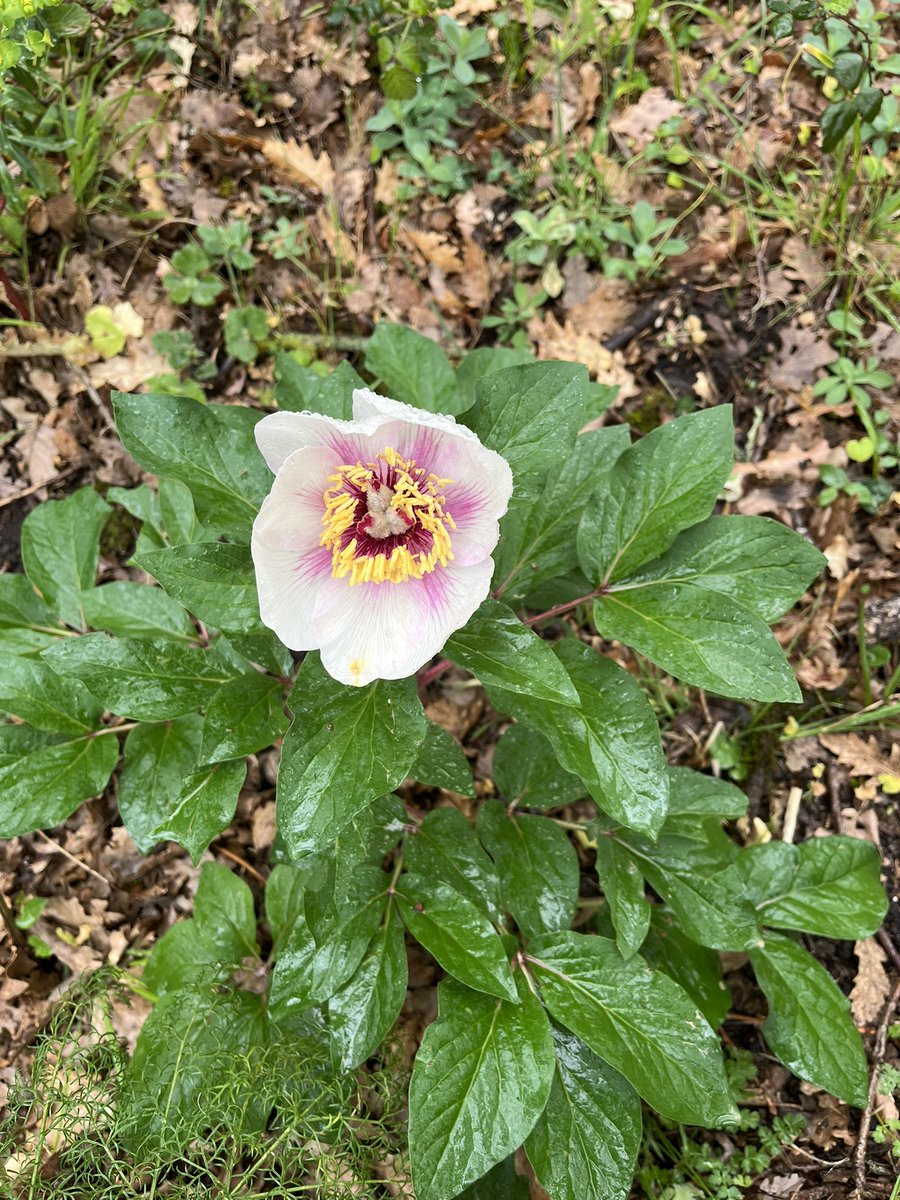 thismiaguy's tweet photo. Despite rainy weather, we spotted another beautiful #geophyte from #Sicily today. #Paeonia mascula subsp. russoi, an endemic subspecies of Sicily and SW Apennines. https://t.co/gza6nnoFWR