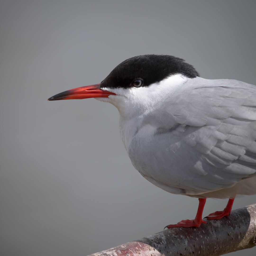 Next Wednesday 24th, join our Reserve team for our April Birdwatch morning 🦆

🕥 10.30am-12pm
📱 Call reception to book on 028 9187 4146.

More info 👉 ow.ly/836n50Rejl3 

📸: Common tern. Jonny Clark.

#WWT #CastleEspie #Birdwatching #Spring #Wildlife #Wetlands #Nature