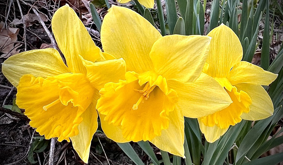 Good morning 🌞 It’s going to be windy & rainy up here today, so I’ll send you these cheery daffs, snapped on last night’s stroll around the ‘hood. 🌼🌼🌼