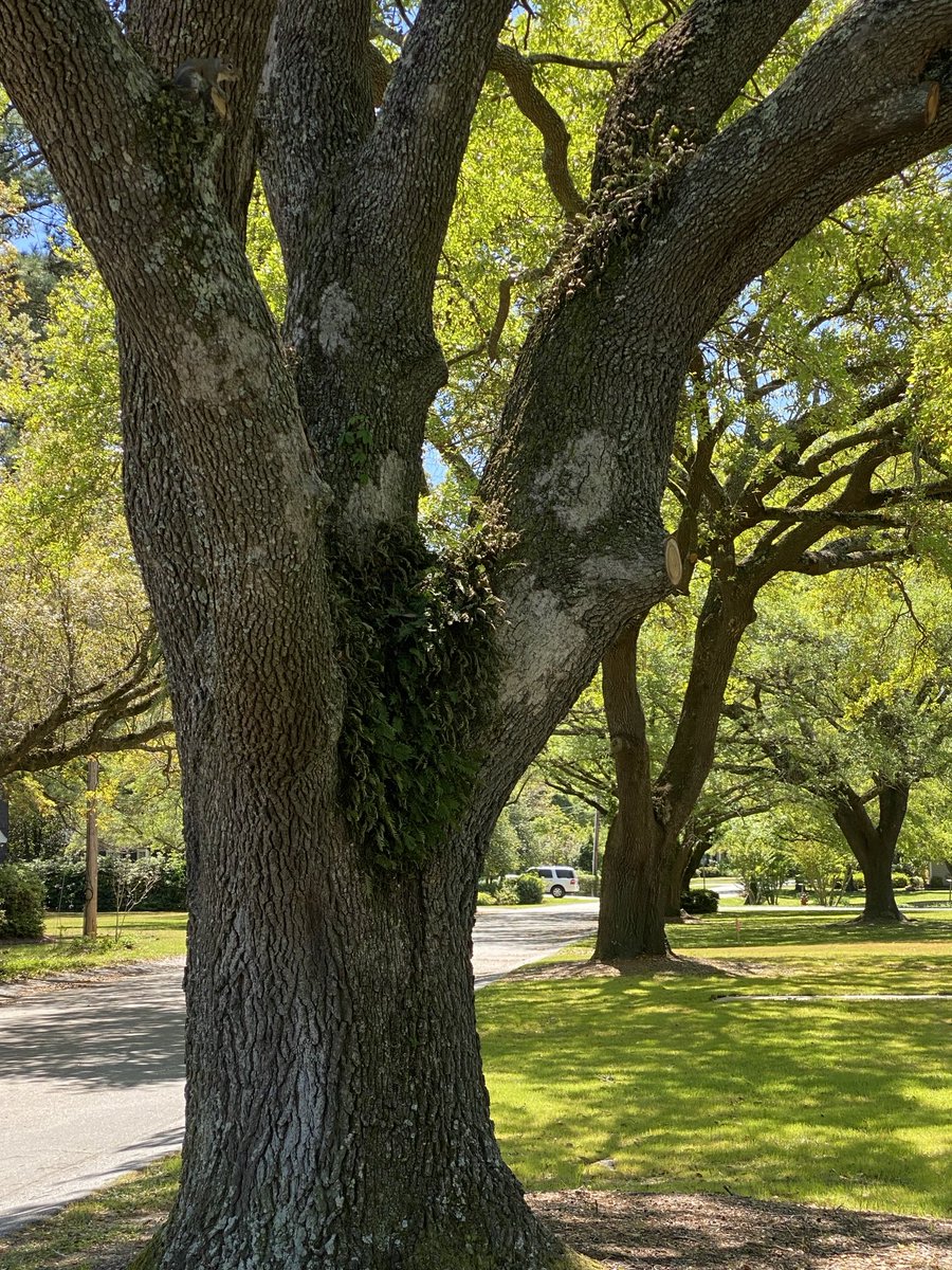 A stately Live Oak for #ThickTrunkTuesday.  Notice the fern growing in it. #GardeningX #MasterGardener