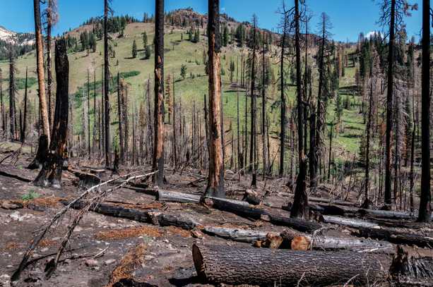 World faces ‘deathly silence’ of nature as wildlife disappears, warn experts theguardian.com/environment/20… #GlobalWarming #ClimateChange #ClimateCrisis #ClimateEmergency #GlobalBoiling #SevereWeather #EnvironmentalDestruction #Wildlife #Nature #HabitatLoss #DeathlySilence #Worldwide