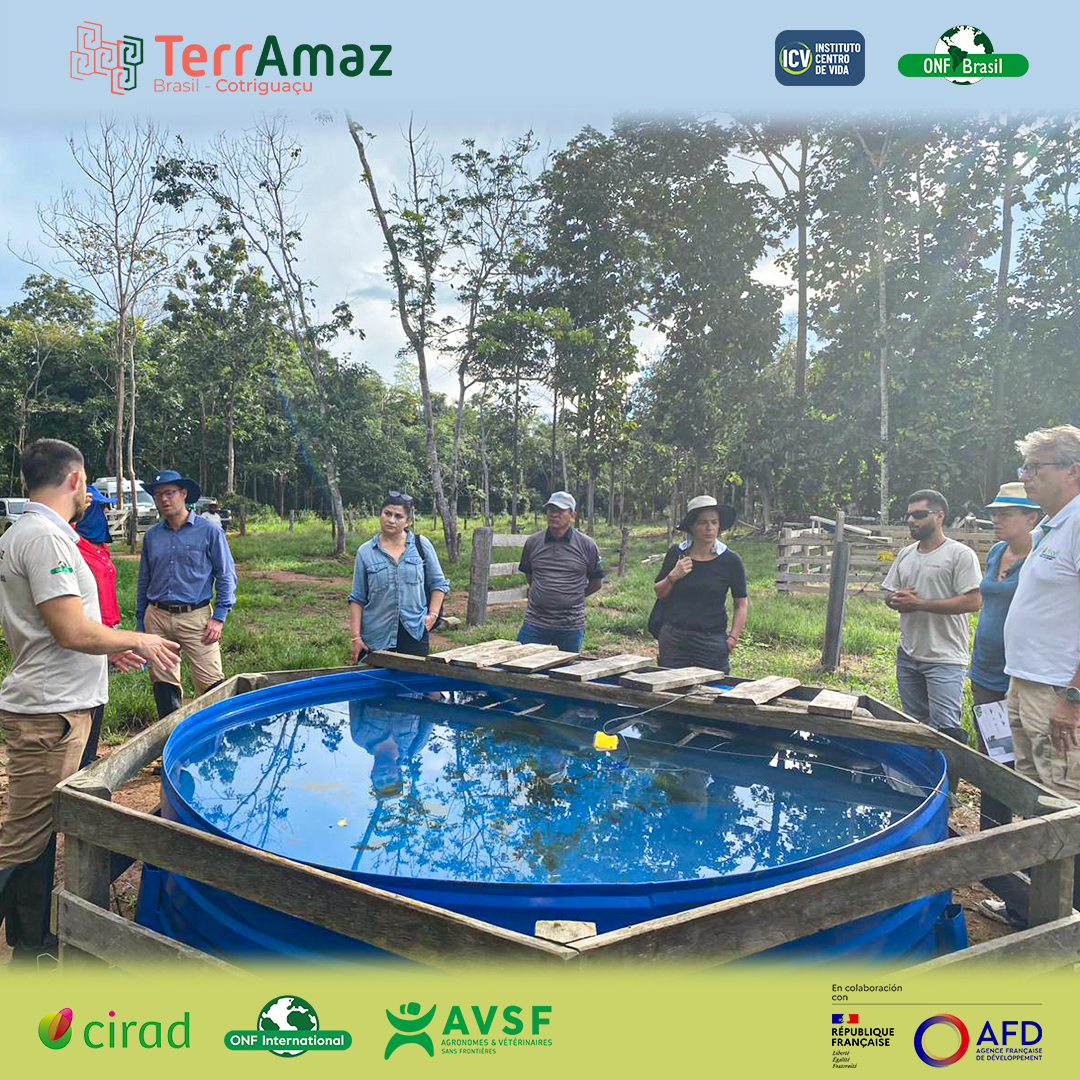 Cotriguaçu - Brasil 🇧🇷 Os coordenadores do projeto TerrAmaz, reunidos para evento de intercâmbio em Cotriguaçu, visitaram ontem unidades demonstrativas de Sistemas Agroflorestais e Silvipastoris implementados na Fazenda São Nicolau.