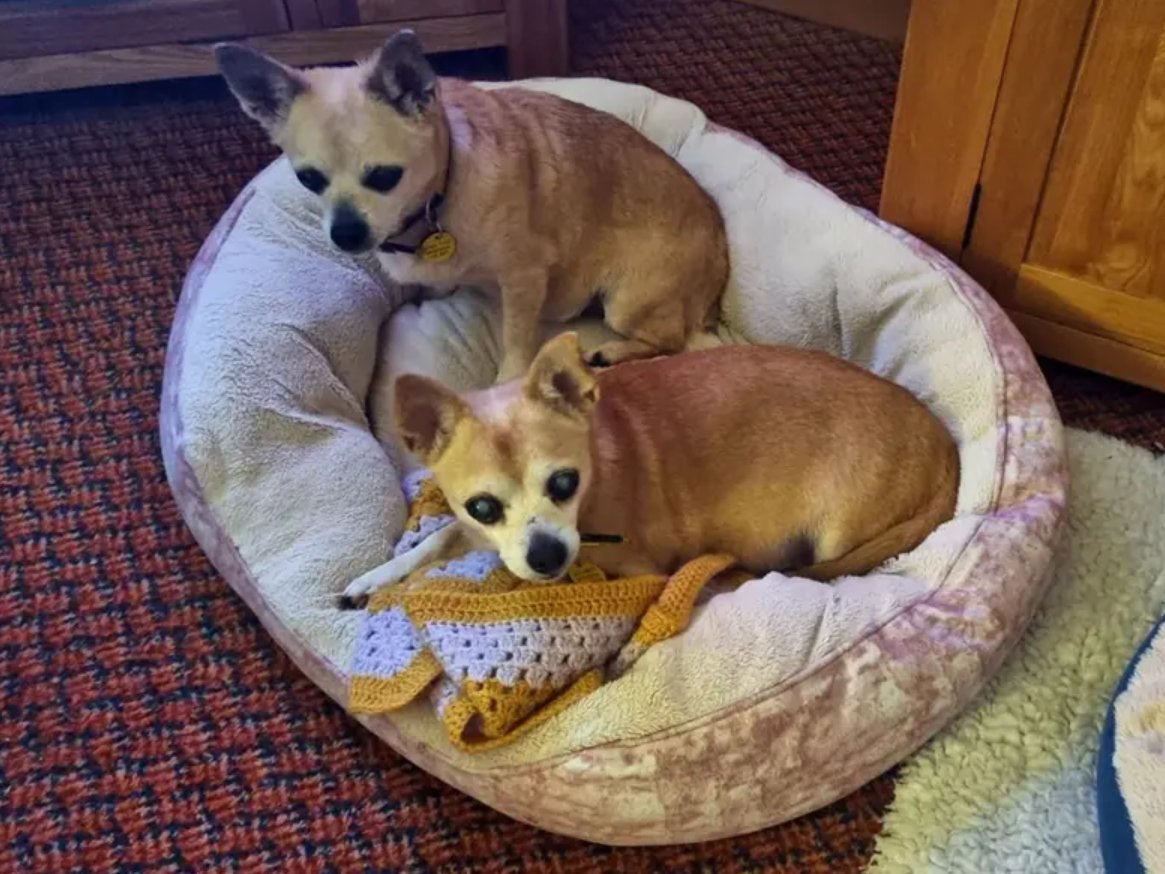 Sisters Bella and Daisy are looking for a loving home together! This quiet pair love their home comforts and a potter around in the garden. They both enjoy a tasty treat and would be double the joy to have in the home💛 @DT_Merseyside📍 bit.ly/43Zasxq