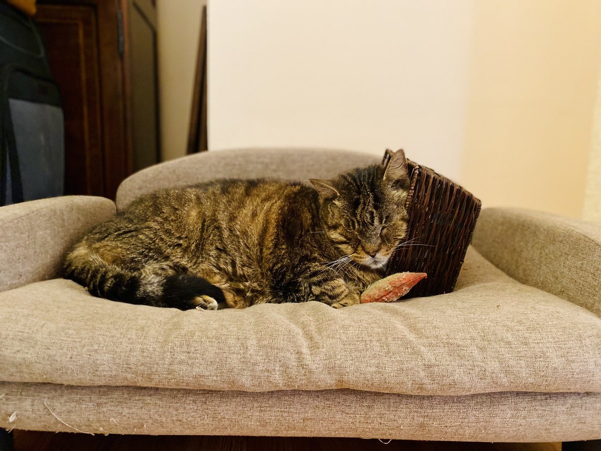 Rest easy at Old Town Manor, where comfort is a top priority. 😸
.
.
.
#oldtownmanor #oldtownmanorweddings #keywest #flkeys #lovefl #petfriendly #bedandbreakfast #duvalstreet #oldtownkeywest #florida #greenhotel #boutiquehotel #hotel #historicinn #keywestvacation #keywesttravel