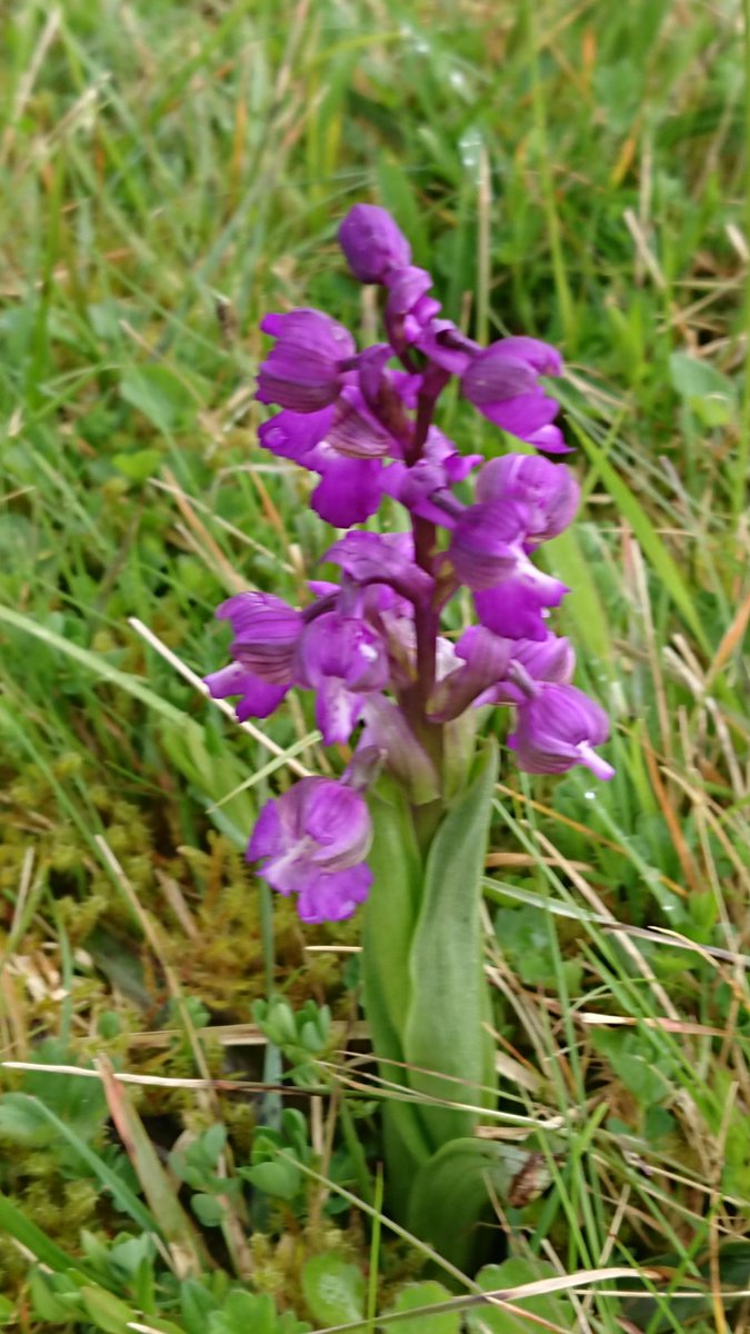 Patches of green winged orchids in the churchyard of All Saints Danehill  today on #RouteZero #walking #Spring #wildflowers #orchids @UKorch