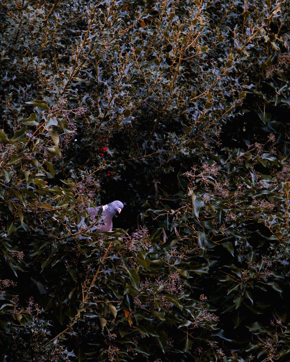 So proud of the <a href="/Urban_Mind_Proj/">Urban Mind Project</a> team for our latest <a href="/SciReports/">Scientific Reports</a> research! We used #smartphones📱to investigate the link between #biodiversity 🌱🐞 and #mentalhealth 🧠 

maudsleybrc.nihr.ac.uk/posts/2024/apr…

#science #research

<a href="/KingsCollegeLon/">King's College London</a> <a href="/KingsIoPPN/">Institute of Psychiatry, Psychology & Neuroscience</a> <a href="/NIHRMaudsleyBRC/">NIHR Maudsley Biomedical Research Centre (BRC)</a> <a href="/wellcometrust/">Wellcome</a>