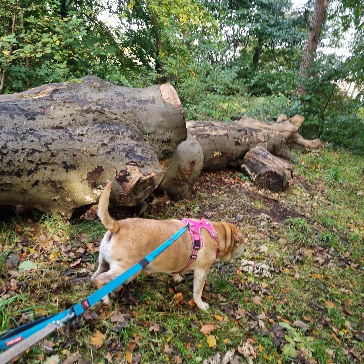 A lovely long slow walk with Dulcie this morning through the woods. The weather today is dry and sunny, a little cold but still pleasant. Enjoy your Tuesday, everyone however you're spending it