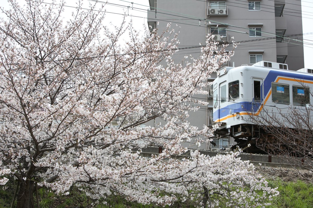 R26_7100's tweet photo. 4/5 南海汐見橋線×桜🌸
2230系2233F

2200系列であるズームカーを地元でしばいたのは良いとして,ほぼこれ固定なもんで面白みがな��よね〜と思ってしもた https://t.co/Sik1F9FWOh
