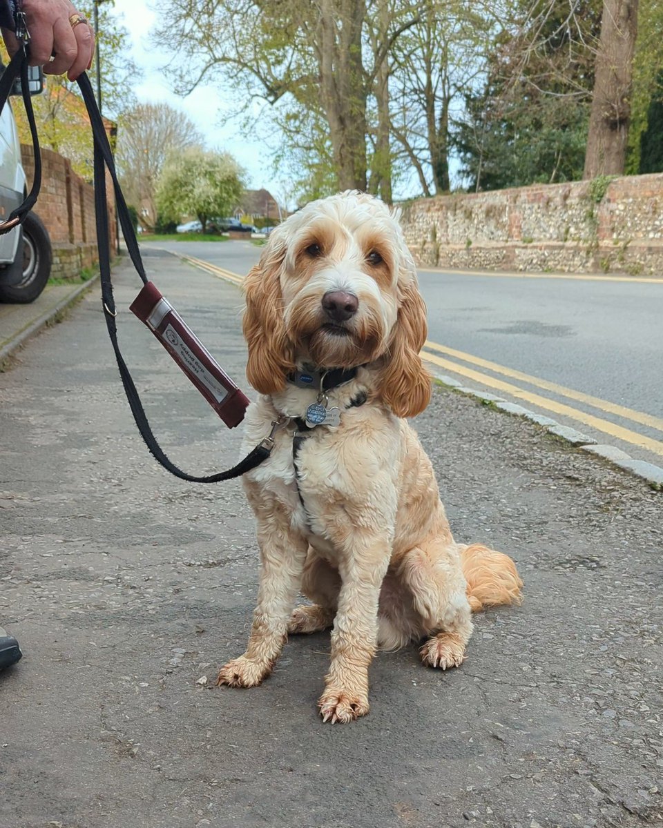Orin has been out and about exploring! He took a trip to his local town to start building his confidence in busier public spaces. There can be lots of distractions in town, with new smells, public transport and busy shoppers, but Orin did a brilliant job keeping his focus 🐾🥰