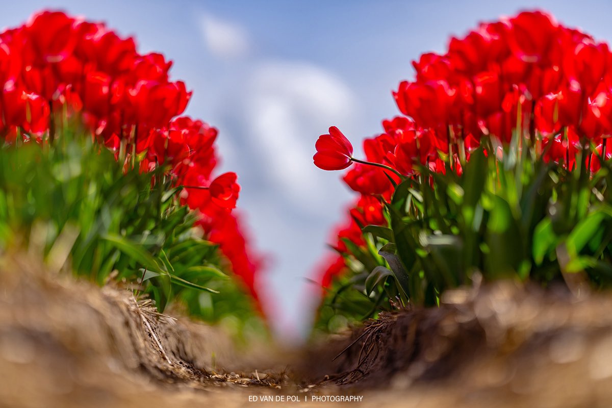 Ed van de Pol tweet media