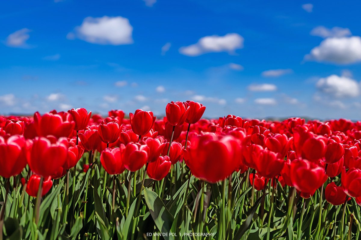 Ed van de Pol tweet media