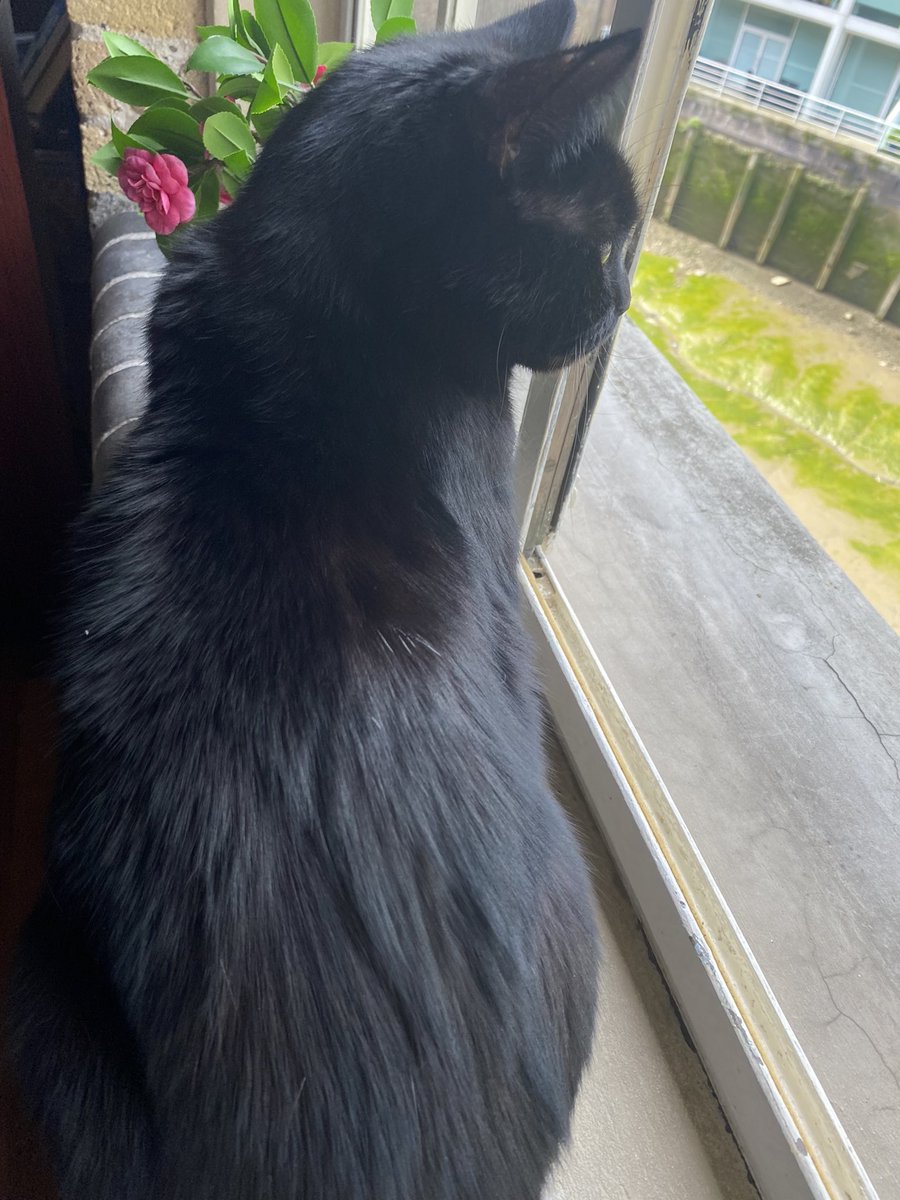 @65ziggystardust Hey Ziggy! Paw waves 🐾 from Missy 🐈‍⬛ who is checking out the burbs from the window #CatsOfTwitter #panfursquad