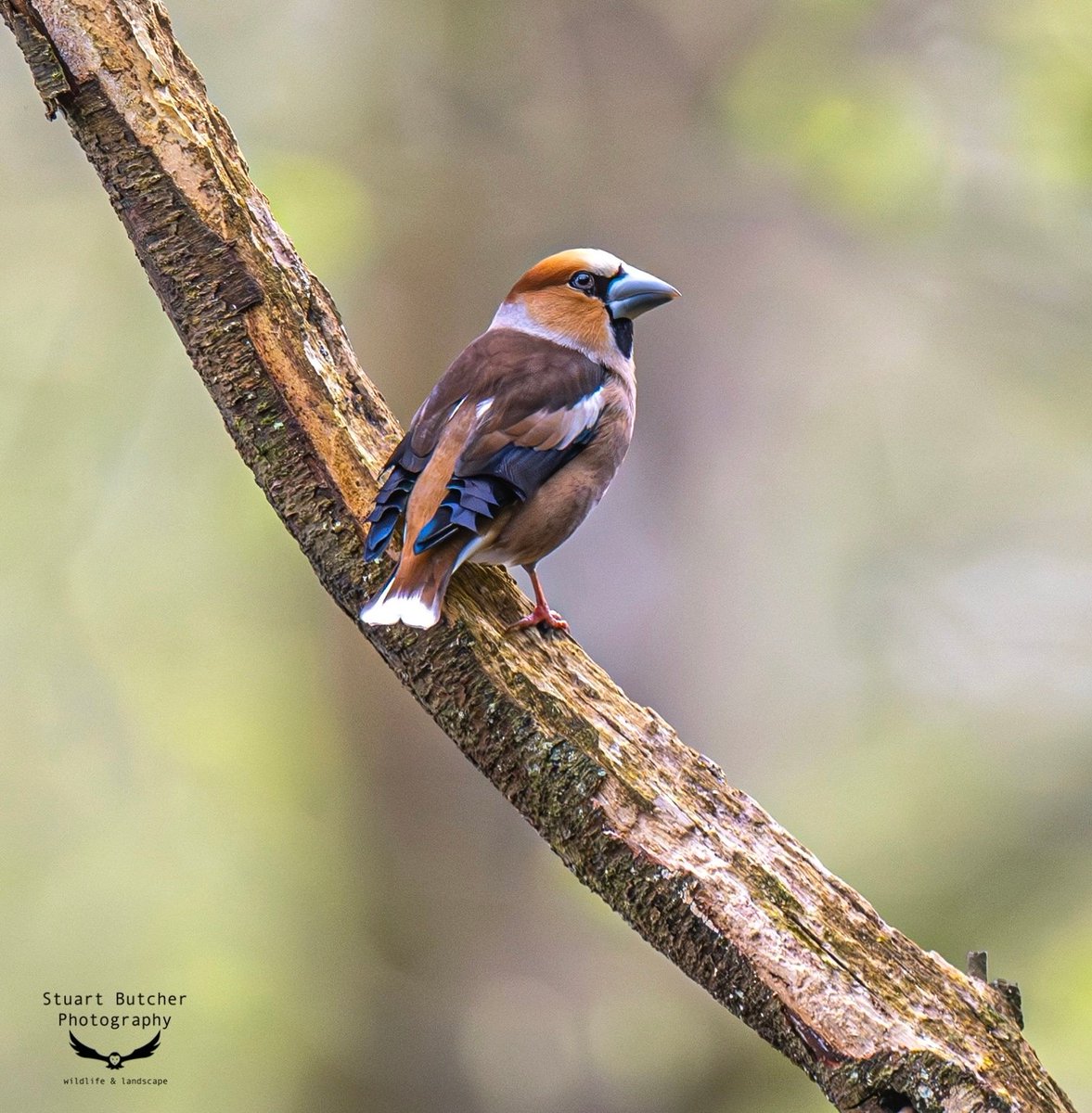Stuphotoman's tweet photo. Great to capture this beautiful Hawfinch in Norfolk recently... What a stunning bird!👌🐦📸
@NorfolkWT @NorfolkMagazine @EDP24 @RSPBEngland @ForestryEngland #photography #norfolk #bird #wildlifephotography https://t.co/FMm8cJXQRa