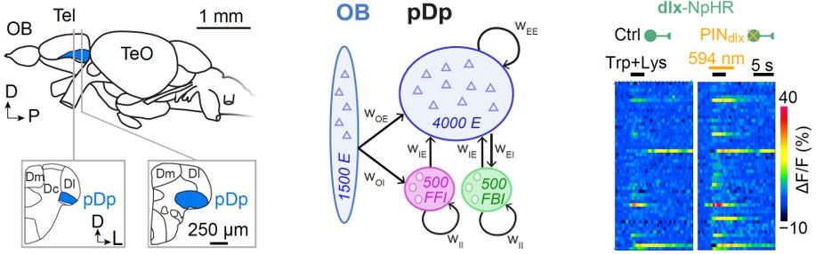 Paper alert! We combine modeling and experiments to study “balanced” EI assemblies of co-tuned excitatory and inhibitory neurons in a memory network. TL; DR: EI assemblies suppress “runaway activity” & “runaway correlations” - which interfere w/ memory capacity & discriminability