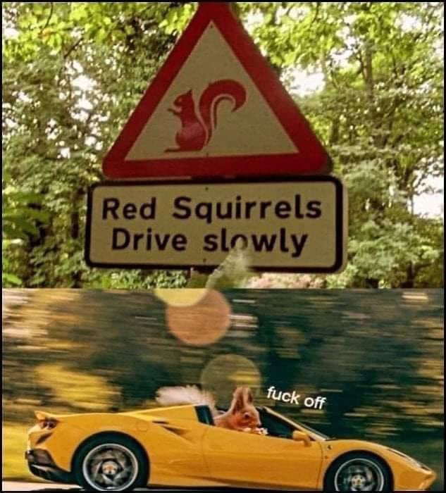 Do they ? Never seen one even driving a car 🚙 

But yes of course u should protect Scotlands wildlife and maer drive over them.  💯🏴󠁧󠁢󠁳󠁣󠁴󠁿💙 #redsquirrels #scotland