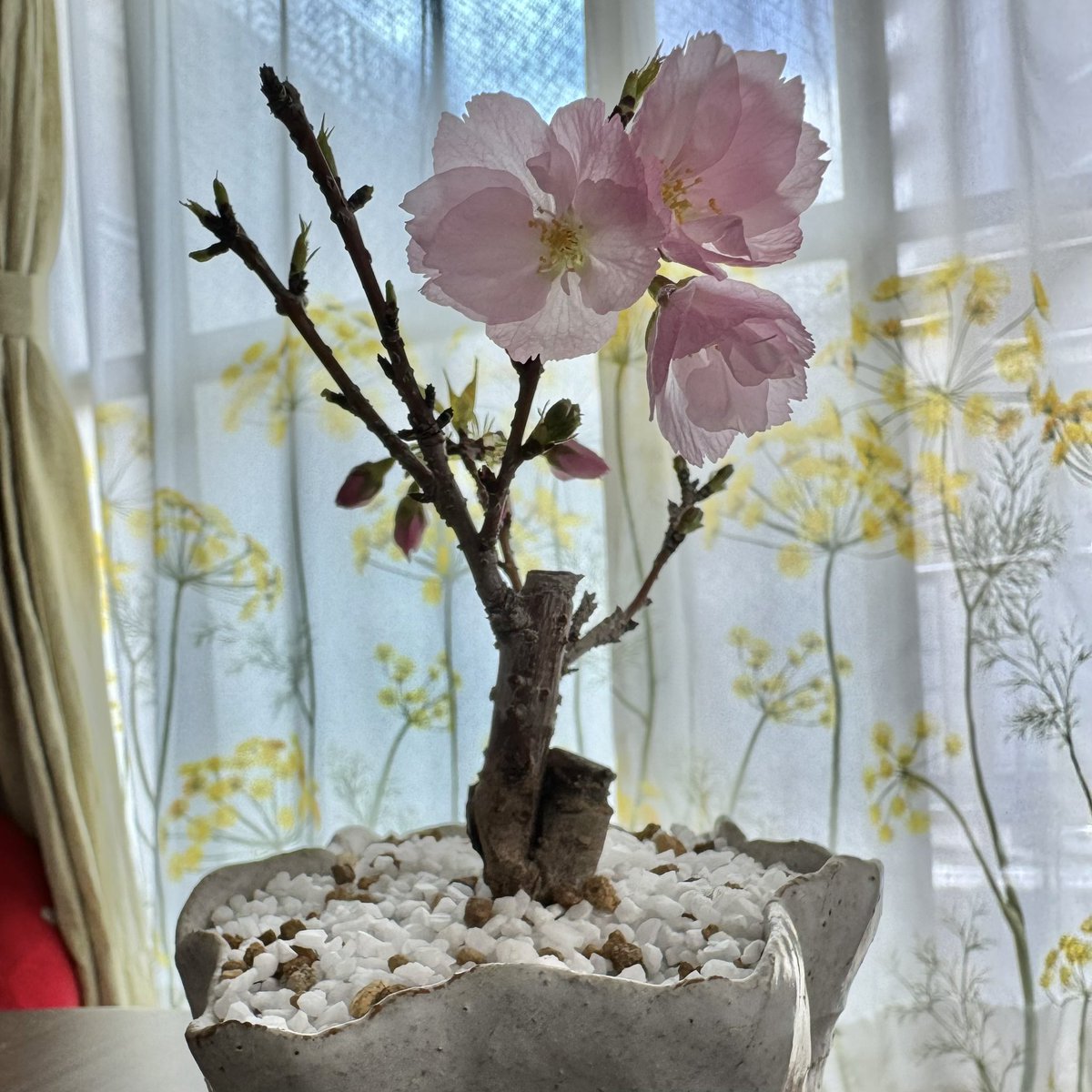 tomoka_o6's tweet photo. 咲いた🌸
植物育てるの小学生以来なのですが、毎日お水あげるの楽しい🪴 https://t.co/CiuyVeupJd