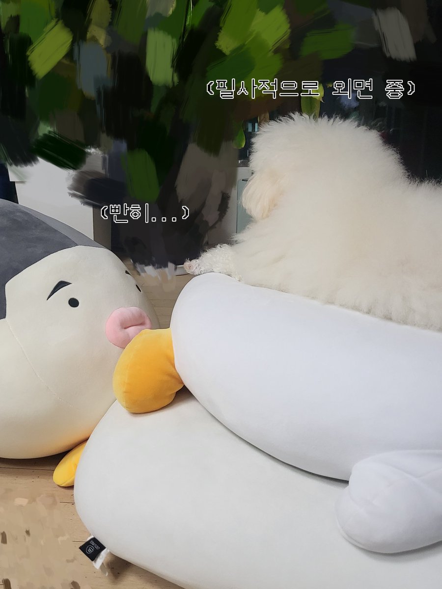zzazzans's tweet photo. 공계가 몇 없어서 이곳에 올립니다...
옆 동네 대형 인형이 너무 탐나 구매한 후기

너무 커서 강아지랑 잠시 대치 중

구매한 대왕 인형은 이쪽 (@_Fu_fish ) 

대왕 인형 만드시고 배송하시느라 고생 많으셨습니다 짱! https://t.co/fvFXH1w3k8