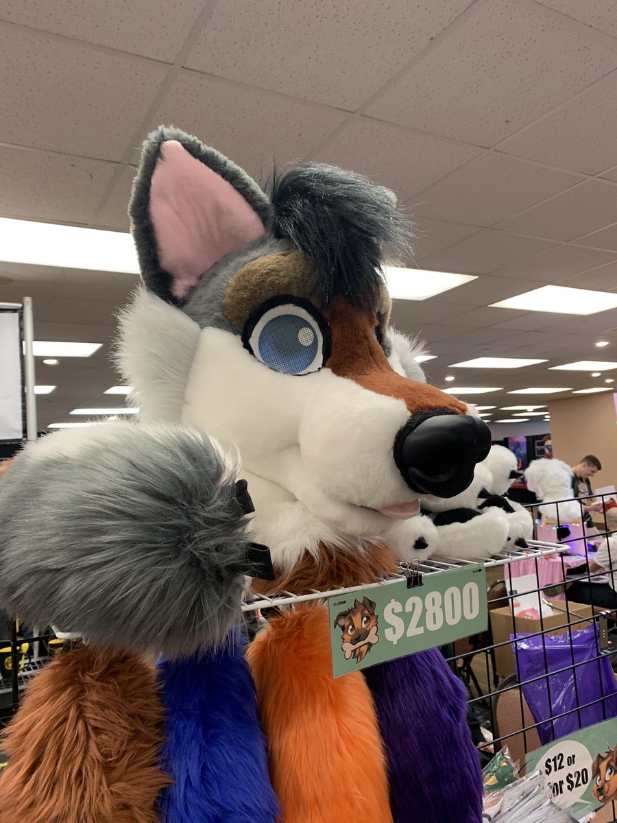 CCSMascots's tweet photo. The coyote I brought with me to @Furcationland  came back with me. But….they are now available to snag via my Etsy store. Comes with head hands and tail. International shipping is available. 

https://t.co/6zcStStDTF

#fursuitmaker #furryfandom #furry #coyote #fursuit #costume https://t.co/P1zrvzvBmp