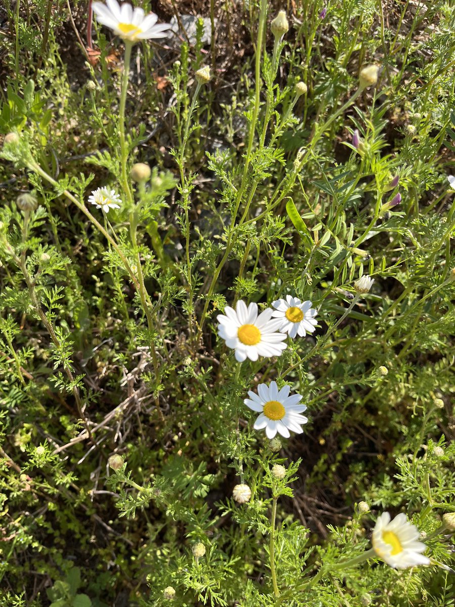 moamarty's tweet image. Daisy’s