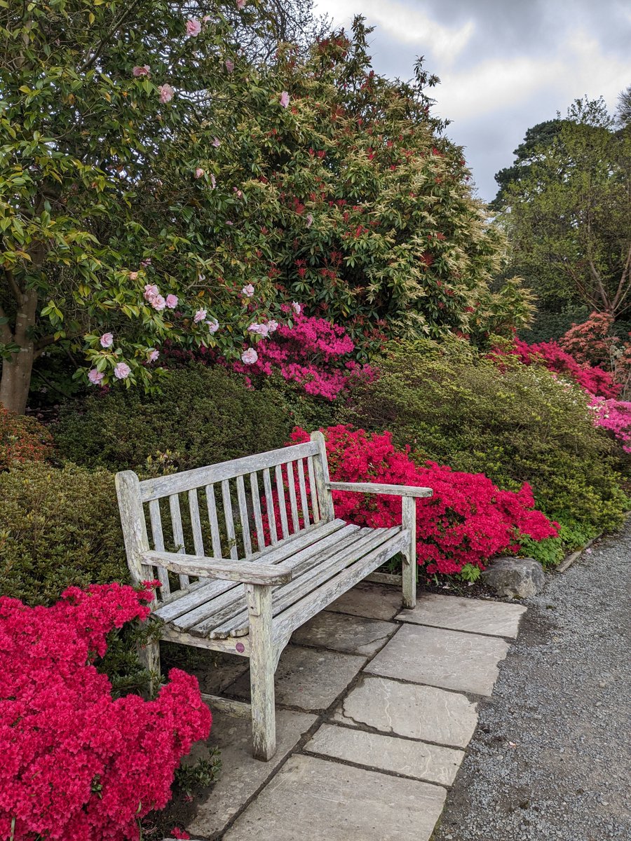 Look at all that gorgeous colour! Renowned for its collection of rhododendrons and azaleas, #BodnantGarden comes alive from April right through until late May. Discover information around the garden alongside many, including Bodnant hybrid rhododendrons bit.ly/3bC4z2x