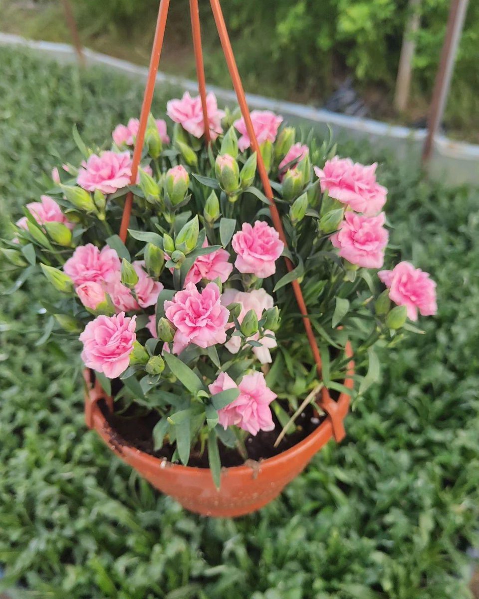 #Dianthus pink-somon 🥰