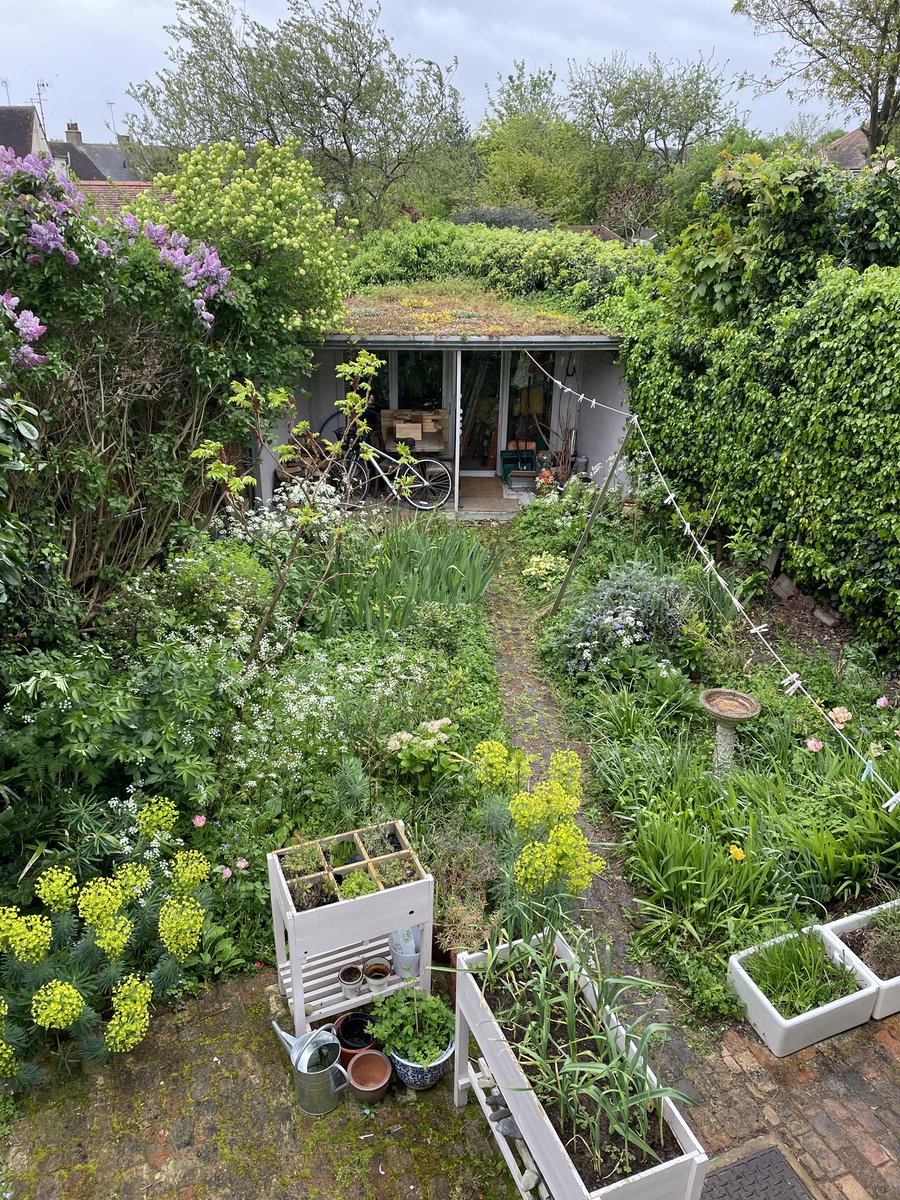 The garden is peaking a little early this year. The lilac doesn’t usually bloom this early. My happy green spot. #nomow #lawnfree #nomowmay