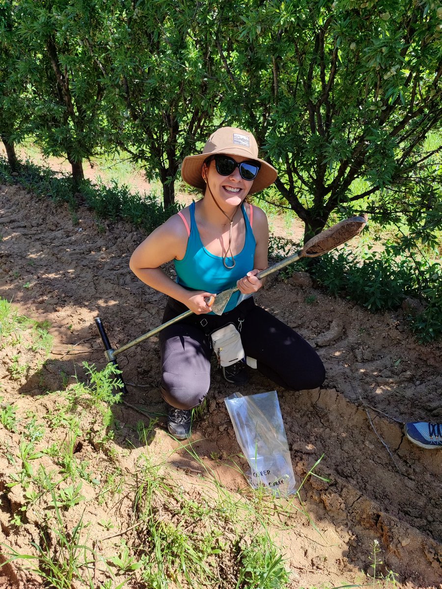 zornoza_raul's tweet photo. Today we celebrate one year of monitoring soil functionality and carbon balance in intensive orchards with and without cover crops in central Spain. First results coming soon. #climcover project @CienciaGob @UPCToficial @etsiaupct @MohamedMdaini8 @elena_samper @miriam_valverde https://t.co/k57nEtIlSE