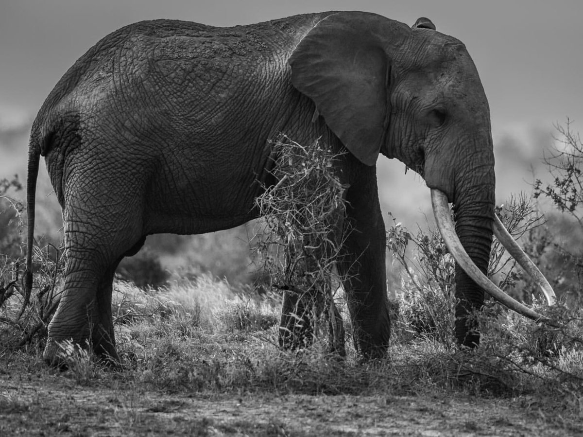 New X Tusker in Tsavo
📸 Alex Silver